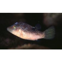 Canthigaster compressa (Proce, 1822)