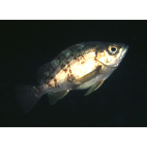 Sebastes inermis species complex