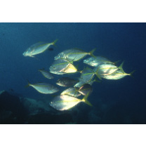 Pseudocaranx dentex (Bloch et Schneider, 1801)