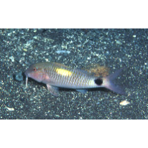 Parupeneus indicus (Shaw, 1803)