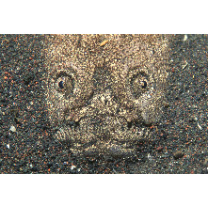 Uranoscopus chinensis Guichenot, 1882