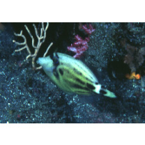 Cantherhines fronticinctus (Gunther, 1867)