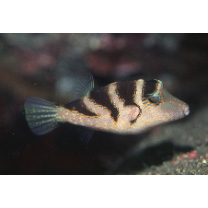 Canthigaster axiologa Whitley, 1931