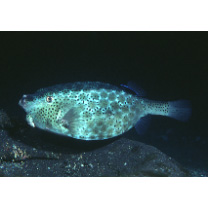 Ostracion rhinorhynchos Bleeker, 1852