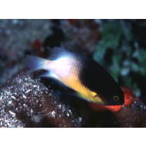 Stegastes partitus (Poey, 1867)