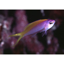 イエローバック・アンティアス