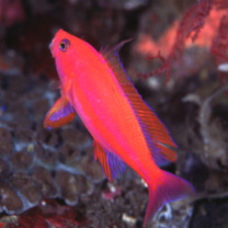 Pseudanthias randalli (Lubbock et Allen, 1978)