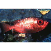 Heteropriacanthus carolinus (Cuvier, 1829)