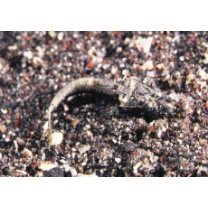 Platycephalidae, indet. gen. & sp