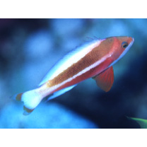 ストライプト・アンティアス