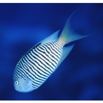 Genicanthus caudovittatus (Gunther, 1860)