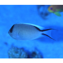 Genicanthus caudovittatus (Gunther, 1860)