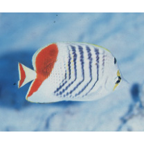 Chaetodon paucifasciatus Ahl, 1923