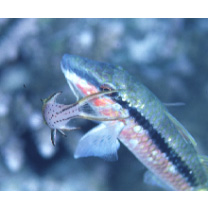 Bodianus anthioides (Bennett, 1832)