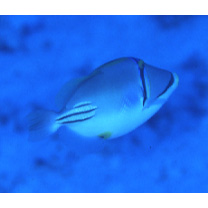 Rhinecanthus assasi (Forsskal, 1775)