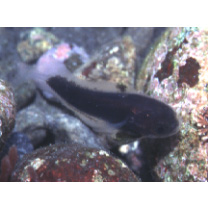 Physiculus maximowiczi (Herzenstein, 1896)