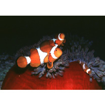 Amphiprion ocellaris Cuvier, 1830