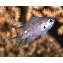 Chromis fumea (Tanaka, 1917)