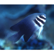 Neoglyphidodon thoracotaeniatus (Fowler et Bean, 1928)