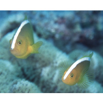 Amphiprion sandaracinos Allen, 1972