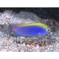 Chrysiptera bleekeri (Fowler et Bean, 1928)