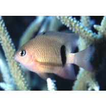 Plectroglyphidodon dickii (Lienard, 1839)