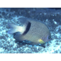 Plectroglyphidodon dickii (Lienard, 1839)