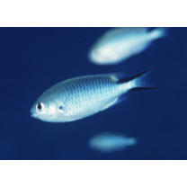 Pomachromis richardsoni (Snyder, 1909)