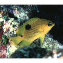 Stegastes planifrons (Cuvier, 1830)