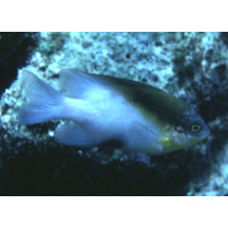 Dischistodus melanotus (Bleeker, 1858)