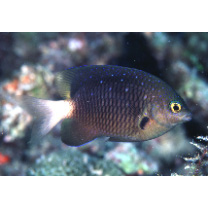 Plectroglyphidodon lacrymatus (Quoy et Gaimard, 1825)