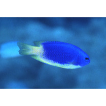 Pomacentrus caeruleus Quoy et Gaimard, 1825