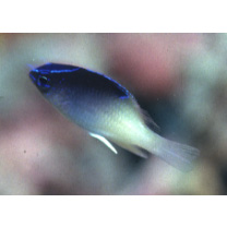 Chrysiptera rollandi (Whitley, 1961)