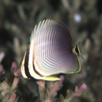 Chaetodon baronessa Cuvier, 1829