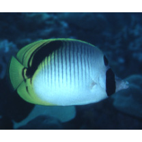 Chaetodon oxycephalus Bleeker, 1853