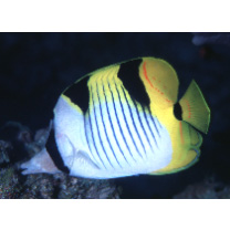 Chaetodon falcula Bloch, 1793