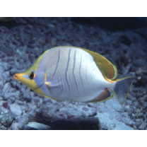 イエローヘッド・バタフライフィッシュ