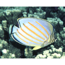 Chaetodon ornatissimus Cuvier, 1831