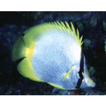 スポットフィン・バタフライフィッシュ