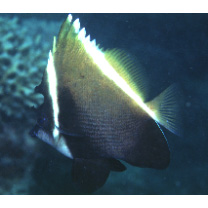 Heniochus varius (Cuvier, 1829)