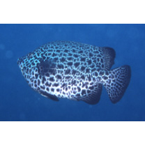 Oplegnathus punctatus (Temminck et Schlegel, 1844)