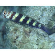 Amblyeleotris wheeleri (Polunin et Lubbock, 1977)