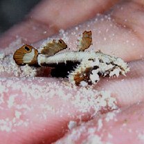 Gobiidae, indeterminate genus et species