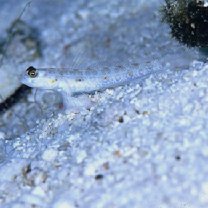 Vanderhorstia wayag Allen et Erdmann, 2012