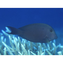 Ctenochaetus striatus (Quoy et Gaimard, 1825)