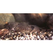 Cottus kazika Jordan et Starks, 1904