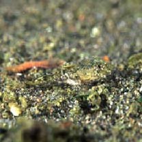 Cottidae, indet. gen. & sp