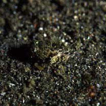 Cottidae, indet. gen. & sp