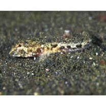 Cottidae, indet. gen. & sp