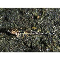 Cottidae, indet. gen. & sp